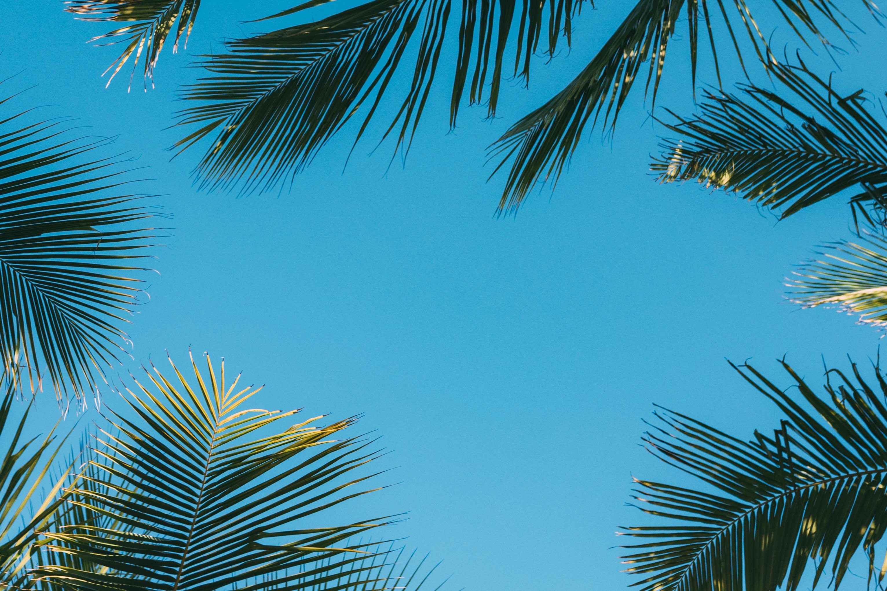 Tropical background, coconut palm leaves on a background of blue clear sky, summer background, travel